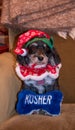 Black and white Havanese puppy dressed with a Christmas hat and collar in front of a blue and white toy bone that says kosher for