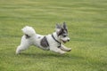 Ears Flopping on Black and White Puppy as it Plays Fetch Royalty Free Stock Photo