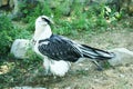 Black and white hawk eagle Royalty Free Stock Photo