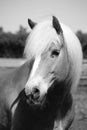 A black and white head portrait from a beautiful haflinger horse on the paddock Royalty Free Stock Photo