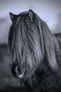 Black and white head portrait of an Icelandic horse Royalty Free Stock Photo