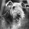 Black white head portrait of stunning Airedale Terrier show dog Royalty Free Stock Photo