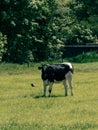 A black and white heifer stands on a green meadow on a sunny spring day. Black and white cow on green grass field Royalty Free Stock Photo