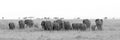 Black and white herd of african elephants