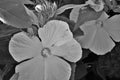Black and White Hibiscus flower with five large petals