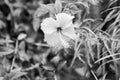 Black and white Hibiscus rose mallow with water drops Royalty Free Stock Photo