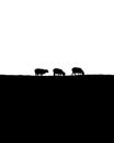 Black and white high contrast silhouette of 3 sheep grazing
