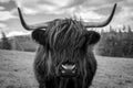 Black and white highland cow Royalty Free Stock Photo