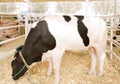 A black and white Holstein bull grazing