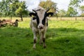 Black and white holstein bull outdoors at farm