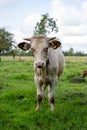 Black and white holstein bull outdoors at farm