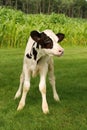 Black and white holstein calf