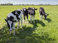 Black and white holstein calves in green grassy meadow in dutch spring with blue sky in holland Royalty Free Stock Photo