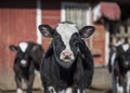 Black and White Holstein Calves