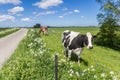 Black and white Holstein cow at a bicycle path near Groningen Royalty Free Stock Photo