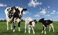 Black and white Holstein cow with her new twin calves in the meadow