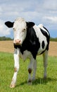Black and white holstein cow isolated against green grass on remote farmland and agriculture estate. Raising live cattle Royalty Free Stock Photo