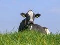 Black and white holstein cow lying in high green grass under a blue sky. Royalty Free Stock Photo