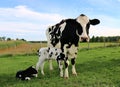 Black and white Holstein cow standing in the pasture bonding with her really new twins Royalty Free Stock Photo