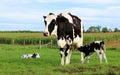 Mother Holstein cow bonding with her very newborn twin calves Royalty Free Stock Photo