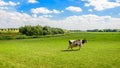 Black and white holstein cow walking alone in the meadow Royalty Free Stock Photo