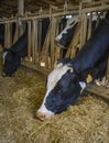 Cows Eating in a Cowshed Royalty Free Stock Photo