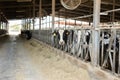 Holstein cows eating hay in stall on livestock farm Royalty Free Stock Photo