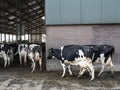 Black and white holstein cows enter barn of farm in holland Royalty Free Stock Photo