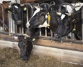 Black and white holstein cows feed in half open stable Royalty Free Stock Photo