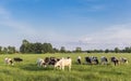 Black and white Holstein cows in a grass field near Groningen Royalty Free Stock Photo