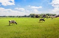 Black and white holstein cows grazing in the meadow Royalty Free Stock Photo