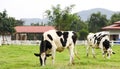 Black and white Holstein cows grazing Royalty Free Stock Photo