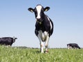 Black and white holstein cows in green grassy meadow in dutch spring with blue sky in holland Royalty Free Stock Photo