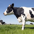 Black and white holstein cows in green grassy meadow in dutch spring with blue sky in holland Royalty Free Stock Photo