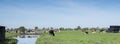 Black and white holstein cows in green meadow cross water of canal under blue sky in holland Royalty Free Stock Photo