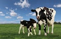 Black and white Holstein cows with twin calves in the field with fluffy clouds Royalty Free Stock Photo