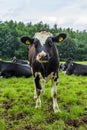 Black and white Holstein fresian cows in a lush summer pasture