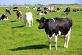 Black and white Holstein Friesian cattle cows grazing on farmland Royalty Free Stock Photo