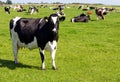 Black and white Holstein Friesian cattle cows grazing on farmland Royalty Free Stock Photo