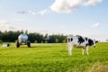 Black and white Holstein Friesian cattle cows grazing on farmland. Royalty Free Stock Photo
