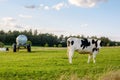 Black and white Holstein Friesian cattle cows grazing on farmland. Royalty Free Stock Photo