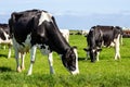 Black and white Holstein Friesian cattle cows grazing on farmland Royalty Free Stock Photo