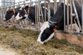 Black and white Holstein Friesian cows at a dairy farm Royalty Free Stock Photo