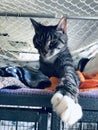 Black and white homeless cat on orange blanket in shelter