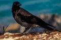 Black and white hooded crow with shining eye on beach at Sea Royalty Free Stock Photo