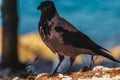 Black and white hooded crow with shining eye on beach at Sea Royalty Free Stock Photo