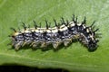 black and white horned caterpillar