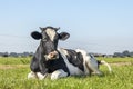 Black and white horned cow lying down happy in high green grass, relaxing in the meadow, seen from the front under a blue sky Royalty Free Stock Photo