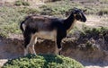 Black and white horned goat portrait at nature, Volax village in Tinos island Cyclades Greece Royalty Free Stock Photo