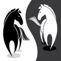 Black and white horse Royalty Free Stock Photo